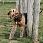 airedale-974