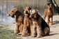 airedale-975