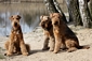 airedale-976