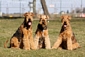 airedale-977