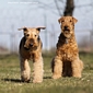 airedale-978