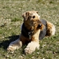 airedale-979