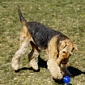 airedale-980