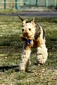 airedale-981