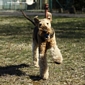 airedale-982