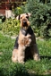 airedale-983