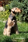 airedale-984