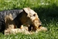 airedale-985