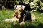 airedale-986