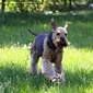 airedale-992