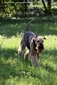 airedale-993