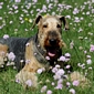 airedale-994