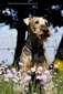 airedale-999