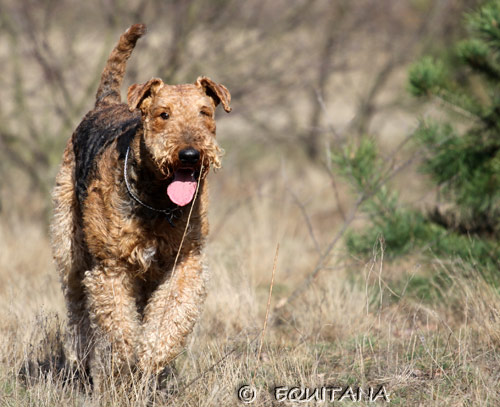 airedale-terrier1