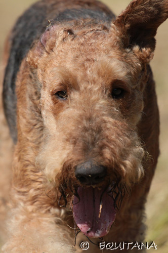 airedale-terrier10