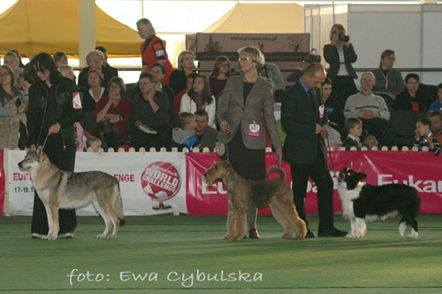 airedale-terrier100