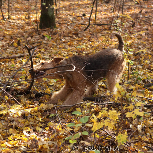 airedale-terrier101