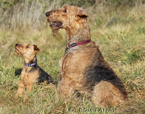 airedale-terrier102