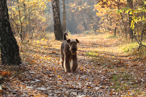 airedale-terrier104