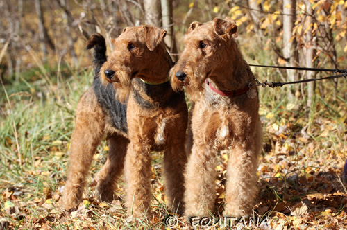 airedale-terrier106