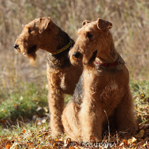 airedale-terrier107