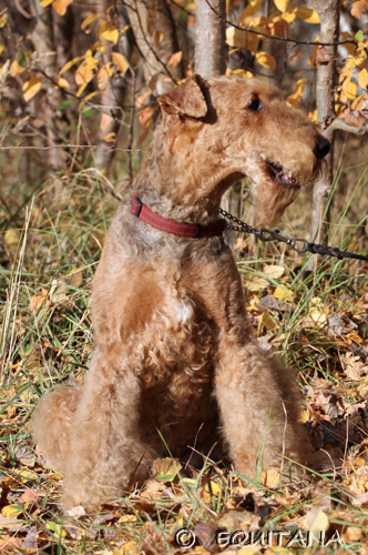 airedale-terrier108