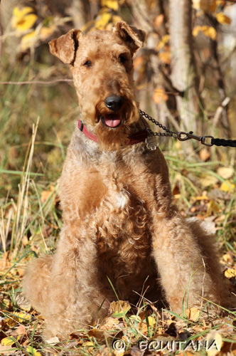 airedale-terrier109