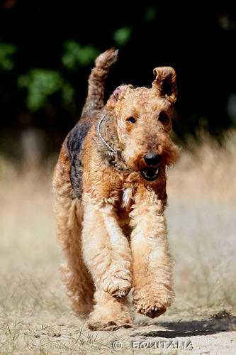 airedale-terrier11