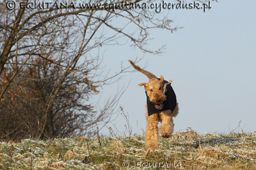 airedale-terrier110