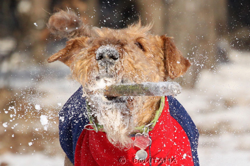 airedale-terrier111