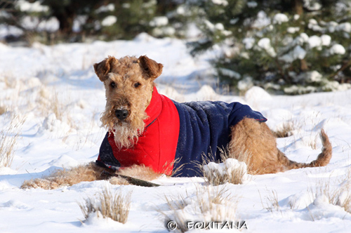 airedale-terrier112