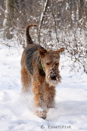 airedale-terrier114