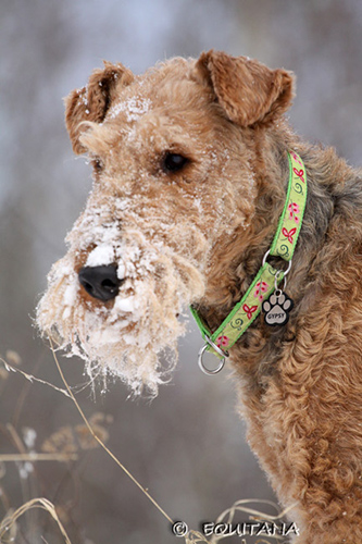 airedale-terrier116