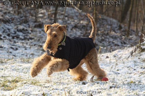 airedale-terrier118