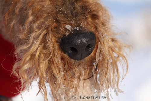 airedale-terrier119