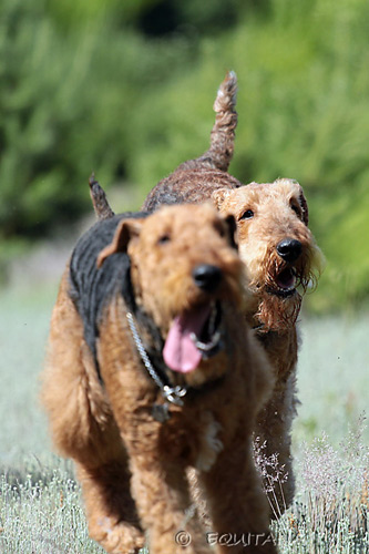 airedale-terrier12