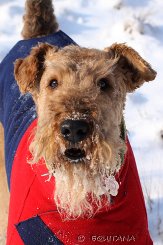 airedale-terrier120