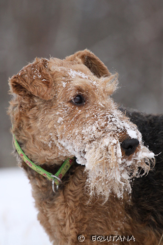 airedale-terrier121