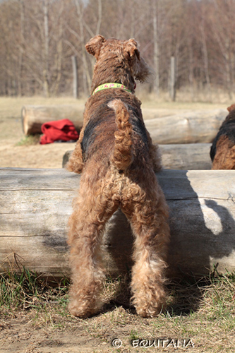 airedale-terrier123