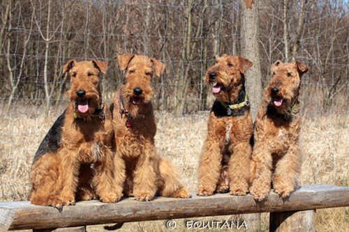 airedale-terrier125