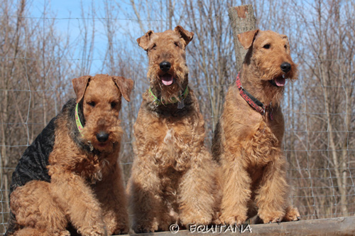 airedale-terrier126