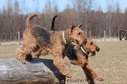 airedale-terrier127