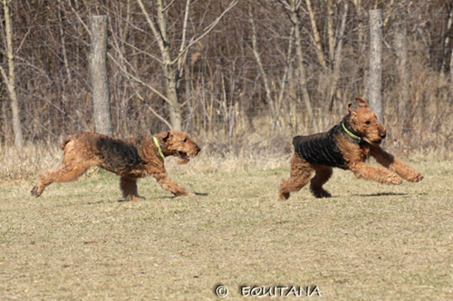 airedale-terrier128