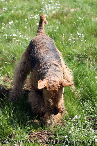 airedale-terrier129