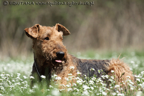 airedale-terrier130