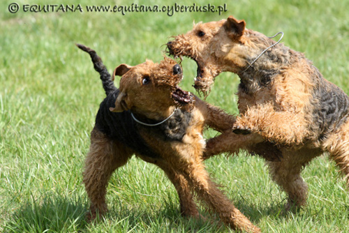 airedale-terrier131