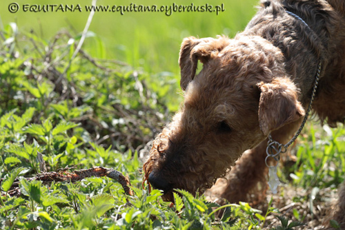 airedale-terrier132