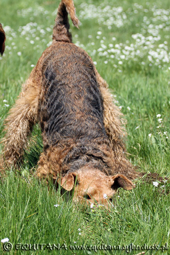 airedale-terrier133