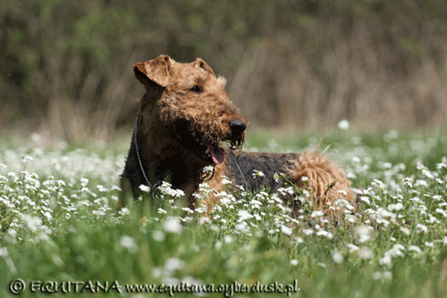 airedale-terrier134