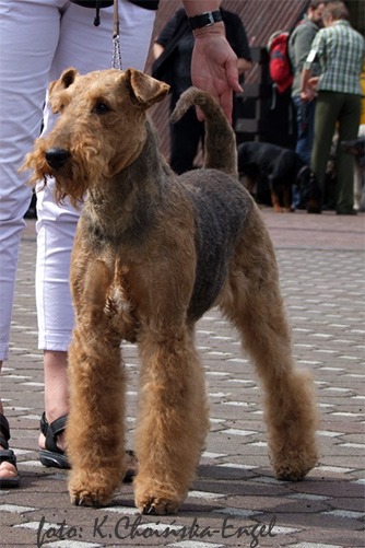 airedale-terrier136